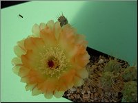 1207 Tephrocactus rauppianus M1372 DSCN0573